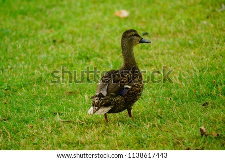 Duck in the Park