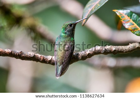 Hummingbird photographed in Santa Teresa, Espirito Santo, Southeast of Brazil. Atlantic Forest Biome. Picture made in 2013.