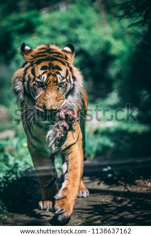A male tiger taking his just caught prey back to his cave.