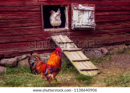 Beautiful grown healthy rooster walking in rural yard. White hen standing in coop door or entering chicken coop. Cock going on grass, chicken looking on it. Coop in a swedish traditional red farmhouse Royalty-Free Stock Photo #1138640906