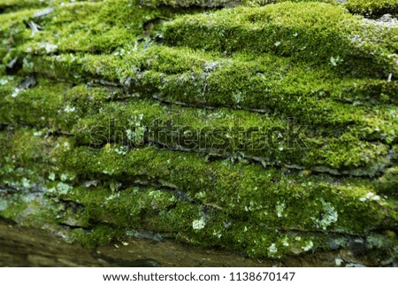Moss on the surface of a tree trunk