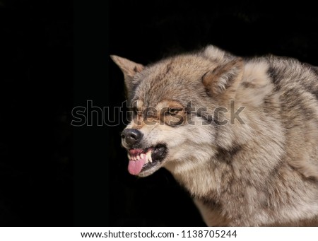 wolf show his teeth and his tongue during growling, photo with black background, portrait
