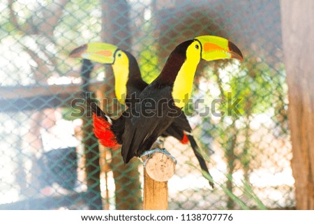 Rainbow Toucan, Mexico