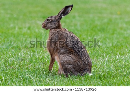A brown hare sitting on the green grass