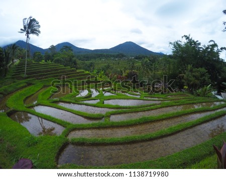 Beautiful green view of Wold Heritage rice fields in Bali, Indonesia. Volcano in the background, cloudy sky, green grass and palm trees. Must visit tourist place. Favourite tourist attraction