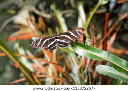 Beautiful butterfly macro