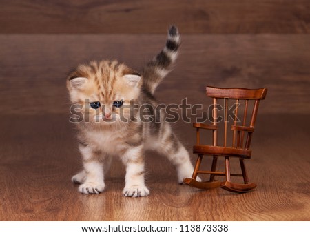 small golden british kitten on table with wooden texture in red cup