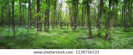 Panoramic picture of wood stitchwort flower in the forest in the sunny day.  Fabulous green forest with white flowers. Beautiful spring forest landscape.