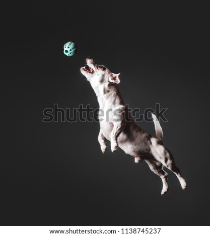 Jack Russel terrier jumping high trying to catch a ball in the air. Studio shot. 