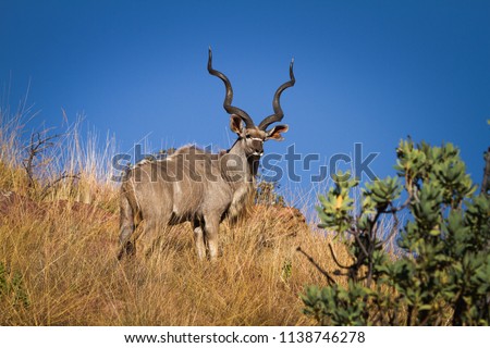 A kudu bull antelope with very long horns stands proud on a grassy ridge staring at the camera in the golden morning light in the Marakele National Park, South Africa. Royalty-Free Stock Photo #1138746278