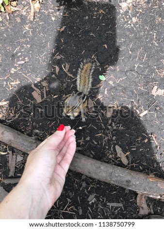 little chipmunk eats from hand