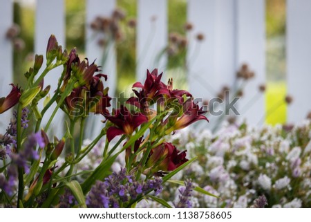 Close-Up of Red Flowers with a Blurry Background