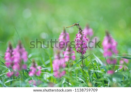Pedicularis chamissonis. and dragonfly