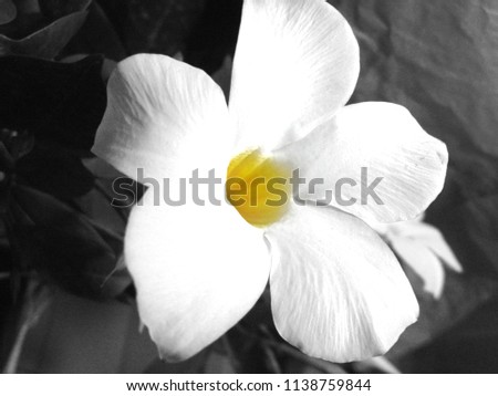 dipladenia flower closeup photo