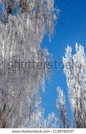 Beautiful Winter landscape scene background wit snow covered trees and ice river. Beauty sunny winter backdrop. Wonderland. Frosty trees in snowy forest. Tranquil winter nature in sunlight