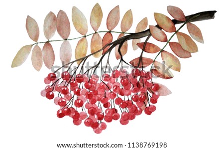 Watercolor viburnum twig on a a white background. Hand painted illustration. Juicy rowan plant
