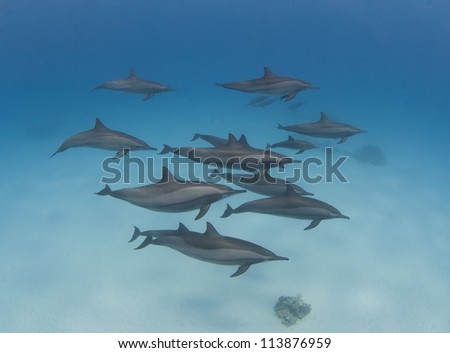 Large pod of wild spinner dolphins swimming underwater in a tropical lagoon