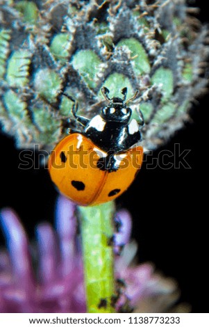 Ladybug on a thistle in mid July