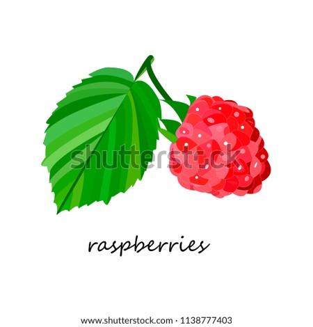 Raspberries, vector illustration
