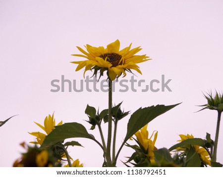 Beautiful sunflower  July 19-2018. Portland OR, USA.