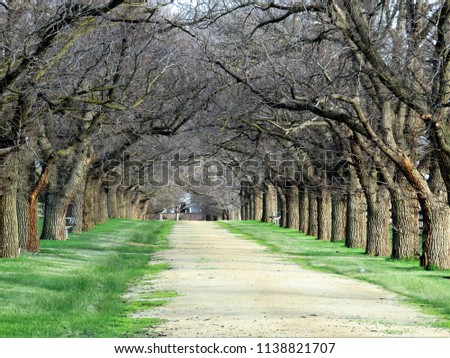 Avenue of trees in winter