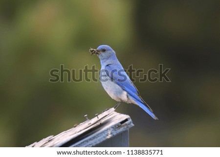 Male Mountain Bluebird with a juicy worm in it's beak