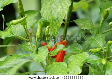 chili or  Capsicum frutescens, chilli pepper, chile pepper, or simply chilli