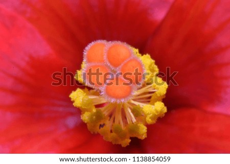 growth creates blossoms... its hibiscus tip macro pic. 