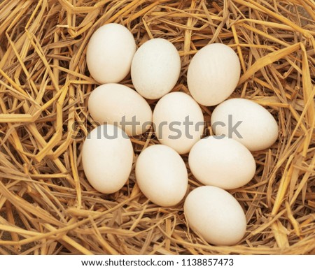 Duck eggs on dry straw for hatching.