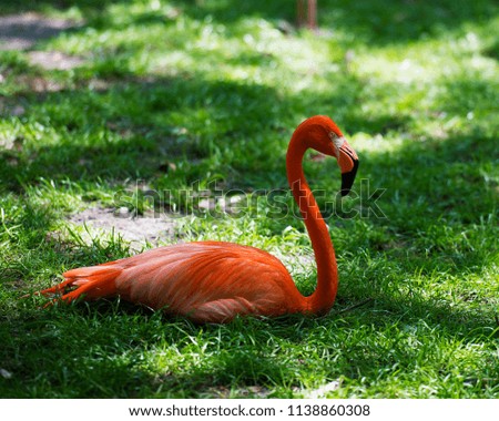 Flamingo bird in its surrounding.
