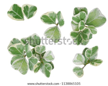 leaf leaves background green  white 