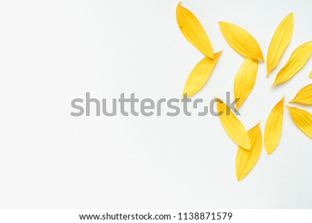 petals of sunflower, sunflower petals on white background, yellow petals on a white background