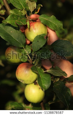 picking apples in the garden