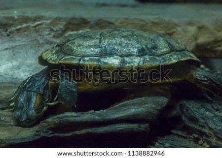 Red-eared Slider  in the Zoo