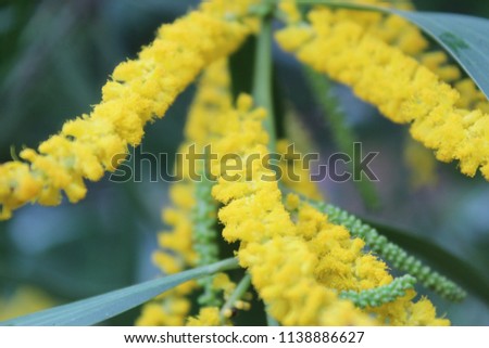 Acacia auriculiformis,Acacia facsiculifera,Acacia longifolia (Black wattle,Sallow wattle, Auri, Earleaf acacia) ; A colorful abound of Yellow small blossom together into a bouquet of flowers.