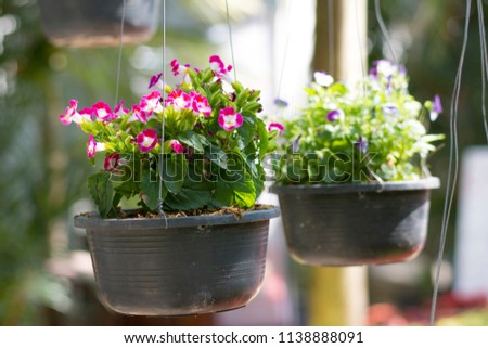 beautiful pansy summer flowers in flowerpots in garden,beautiful flowerpots in garden