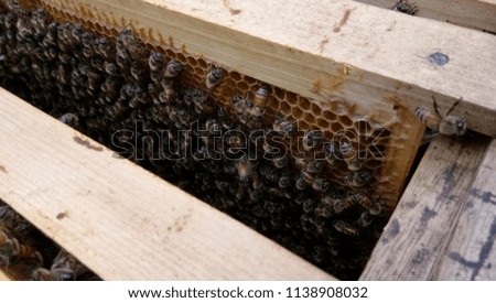 closeup picture of beehive, all the bees filling thier honey to the hexagon honeycomb
