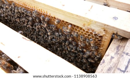closeup picture of beehive, all the bees filling thier honey to the hexagon honeycomb