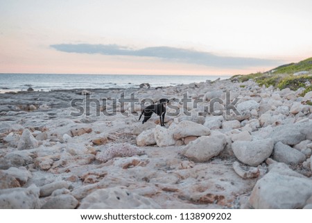 Photograph of a dog in the middle of white rocks on the coast of Menorca, Spain, on a sunset.