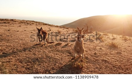 australia wildlife kangaroo island