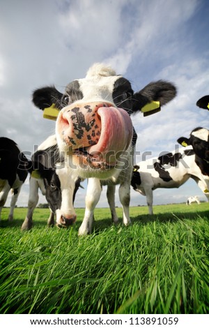 Holstein cow, sticking its tongue in its nose Royalty-Free Stock Photo #113891059
