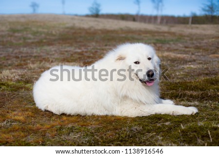 Portrait of gorgeous maremmano abruzzese sheepdog. Big white fluffy maremma dog lying on moss and looking to the camera in the field on a sunny day.