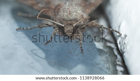 Noctuid on a painted wooden window sill in the corner