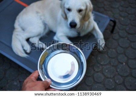 dog is thirsty and gets a bowl of water