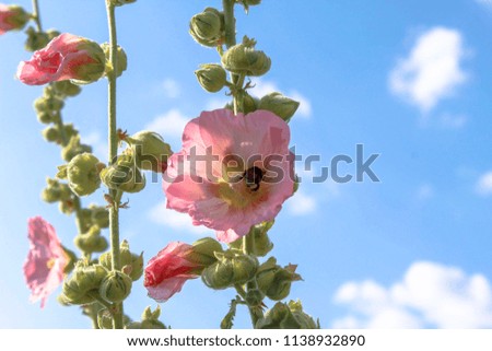A picture of a flower with a bumblebee in it. In the background you see the blue sky with some clouds
