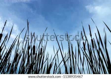 Silhouette of Narrow-leaved Cattail or Soft Flag plant with sky background. (Typha angustifolia)