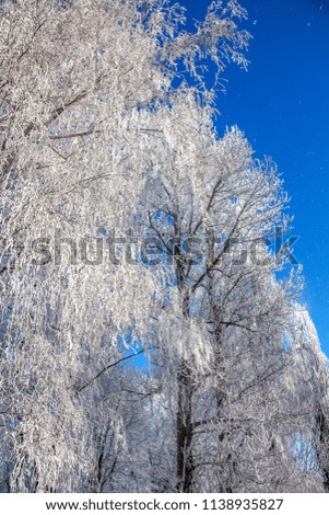 Beautiful Winter landscape scene background wit snow covered trees and ice river. Beauty sunny winter backdrop. Wonderland. Frosty trees in snowy forest. Tranquil winter nature in sunlight