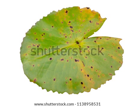 Green lotus leaf on white background