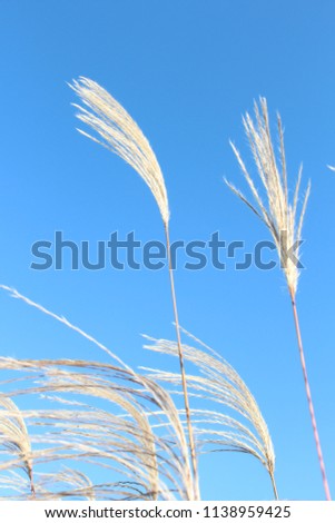 Japanese pampas grass in the blue sky.