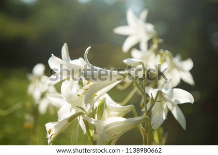 Close-up of cultural Lily flower. The petals are white, the middle yellow. Medicinal plant in nature and gardening.